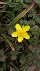 Ranunculus hispidus