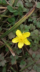 Ranunculus hispidus