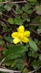 Ranunculus hispidus