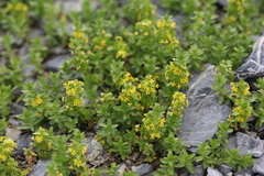 Cruciata taurica