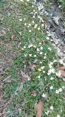 Ranunculus hispidus