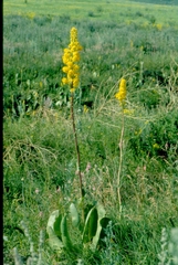 Ligularia heterophylla