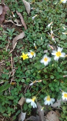 Ranunculus hispidus