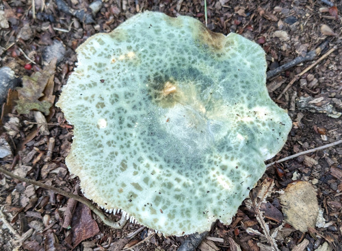 Russula virescens