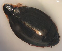 Dineutus ciliatus