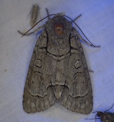Acronicta radcliffei