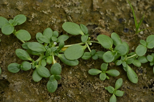 Peplidium maritimum (Peplidium maritimum)