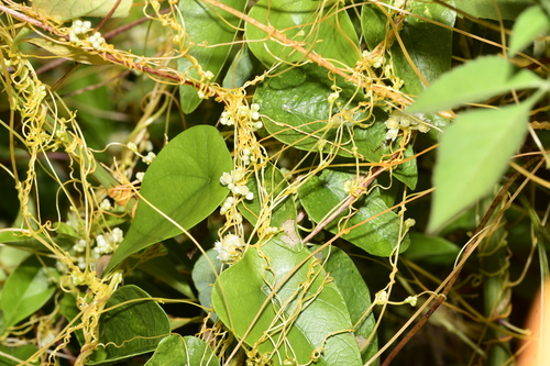 Cuscuta australis iNat (2)