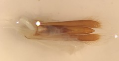 Dineutus ciliatus