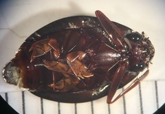 Dineutus ciliatus