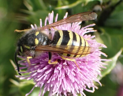 Tree Wasp