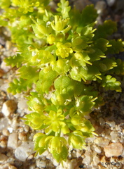 Lepidium flavum