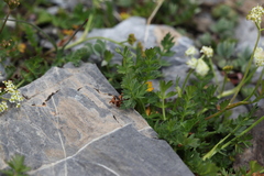 Chaerophyllum humile