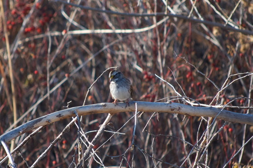 White-throated Sparrow photographed in Utah