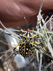 Pachylis laticornis