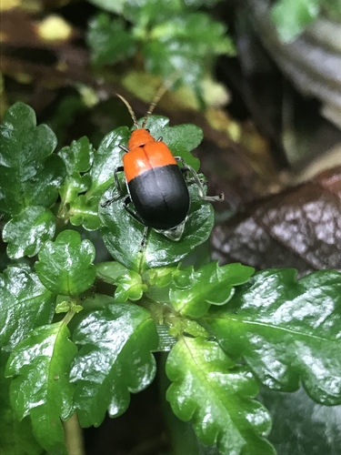 Isotes saundersi · iNaturalist