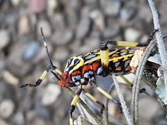 Pachylis laticornis