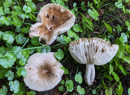 Russula sororia