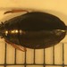 Dineutus discolor - Photo (c) Matthew Pintar, some rights reserved (CC BY), uploaded by Matthew Pintar