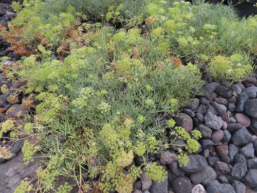 Crithmum maritimum image