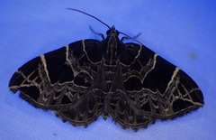 Gandaritis atricolorata