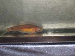 Enteromius lineomaculatus