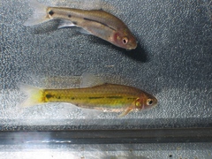 Enteromius lineomaculatus