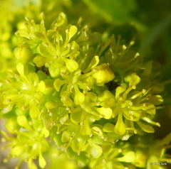 Lepidium flavum