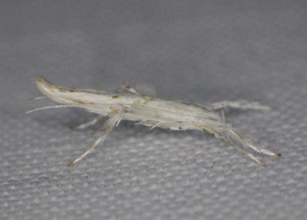 Spanioptila