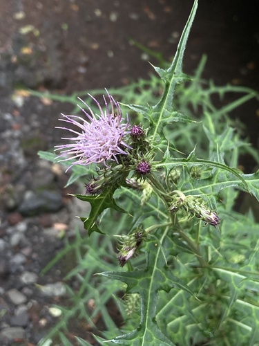 Cirsium tenuipedunculatum iNat (1)