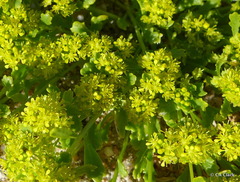 Lepidium flavum