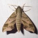 Virginia Creeper Sphinx - Photo (c) Kyhl Austin, some rights reserved (CC BY-NC), uploaded by Kyhl Austin