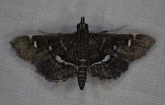 Diathrausta