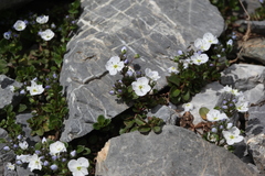 Veronica telephiifolia