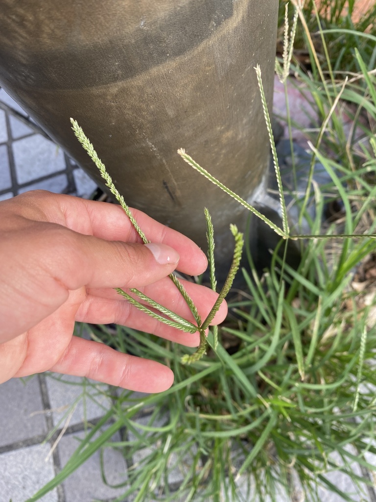 Goose Grass from Taiwan, Zhongzheng District, TPE, TW on August 31 ...