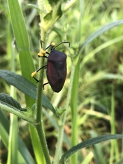 Brachystethus signoretii