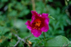 Paeonia intermedia