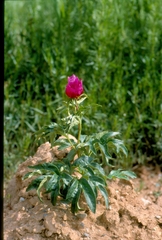 Paeonia intermedia