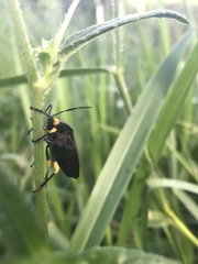 Brachystethus signoretii