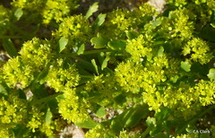 Lepidium flavum