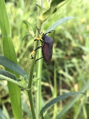 Brachystethus signoretii