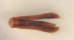 Dineutus nigrior