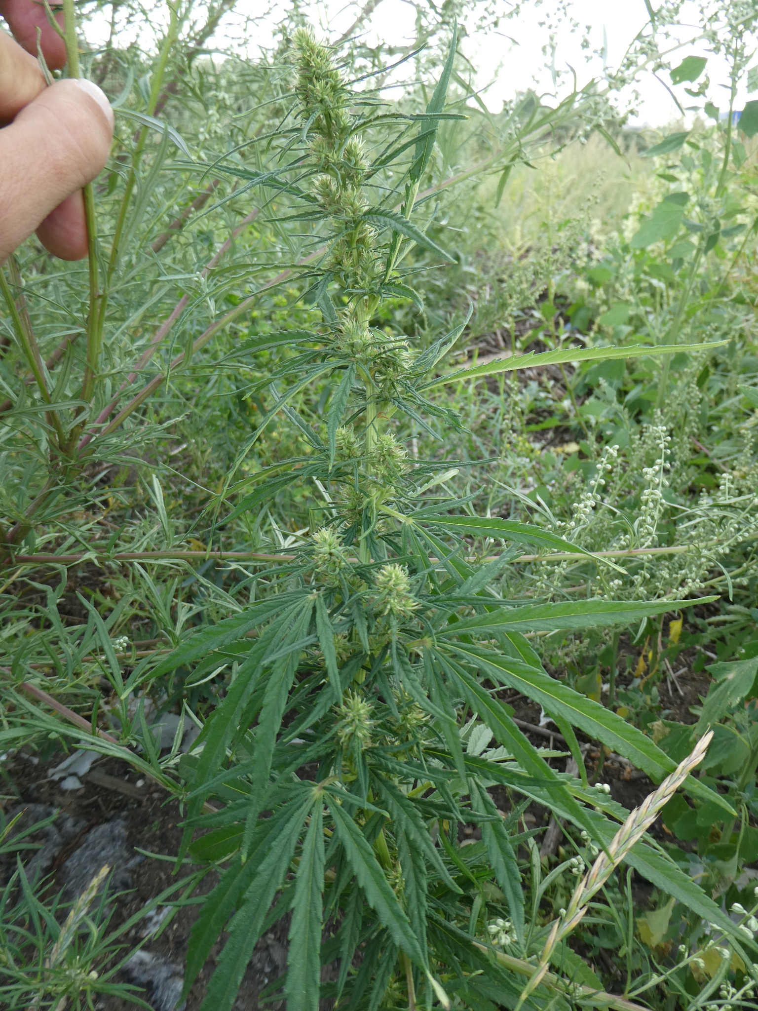 Cannabis sativa