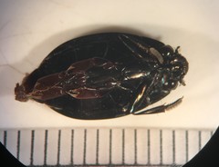 Dineutus nigrior