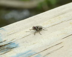 Eustalomyia vittipes