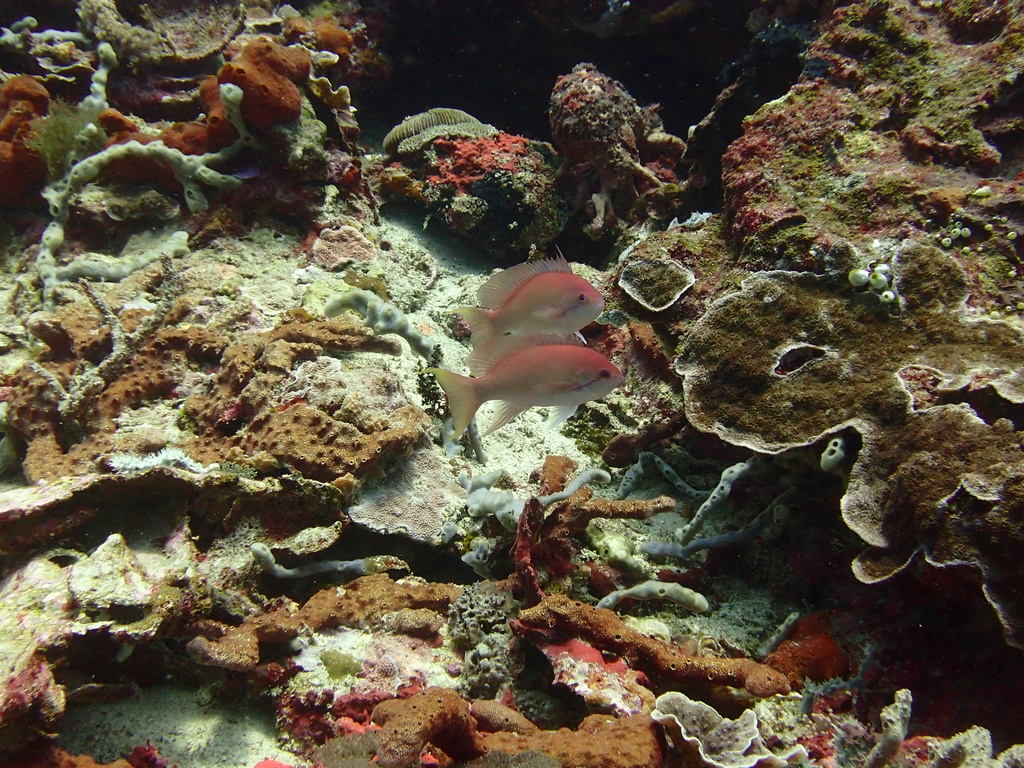 Luzon anthias (Pseudanthias luzonensis) — Serranidae
