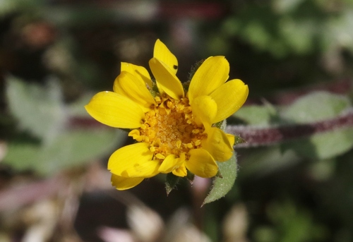 Pyrrocoma hirta var. lanulosa