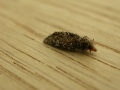 Dahlica triquetrella