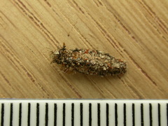 Dahlica triquetrella