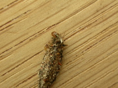 Dahlica triquetrella